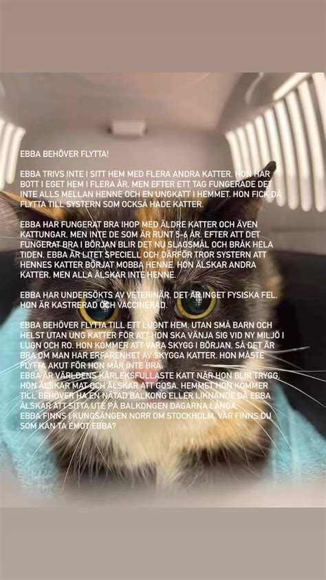 rädd för katter och har en vän med katt